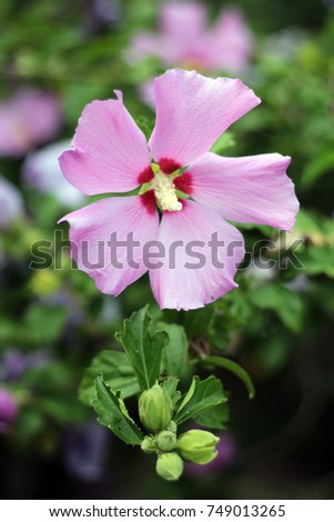 pink Aphrodite hibiscus flower in the garden