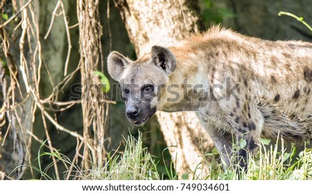 Hyena closeup portrait