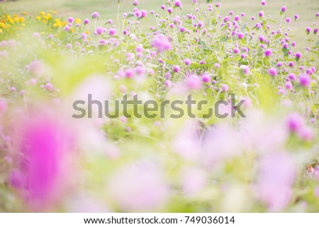 Picture of blurred pink flower field. soft focus background.vintage tone.
