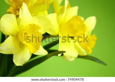Bouquet of yellow  daffodils on a green background. Festive background,  greeting card