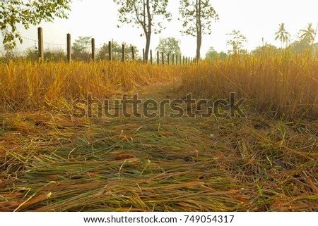 a front selective focus picture of rice paddy on floor in collecting season rice field.