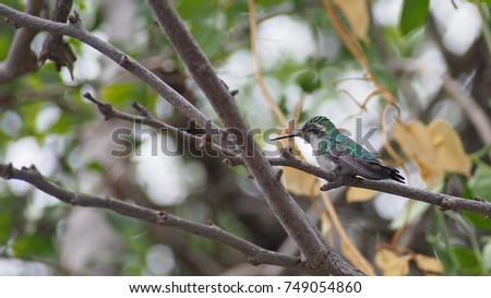 Humminbird on a branch. This little green hummingbird was spotted in Curacao in the Caribbean Sea, but the photo is suitable for a wide variety of uses.