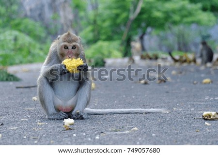 close up monkey sitting on ground with coin for eat in hand at Khao Ngoo Rock Park, Ratchaburi, Thailand. Long-tailed macaque