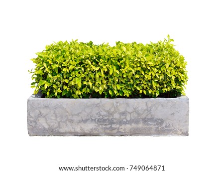 Ficus altissima tree in concrete planter isolated on white background for park or garden decorative with clipping path, bush or shrub trimming Royalty-Free Stock Photo #749064871