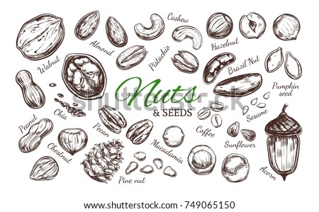 Nuts and seeds collection. Vector  Hand drawn  objects . Isolated on white. Modern brushpen Calligraphy. Royalty-Free Stock Photo #749065150
