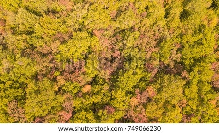 Drone aerial view of woods during the autumn season with warm colors