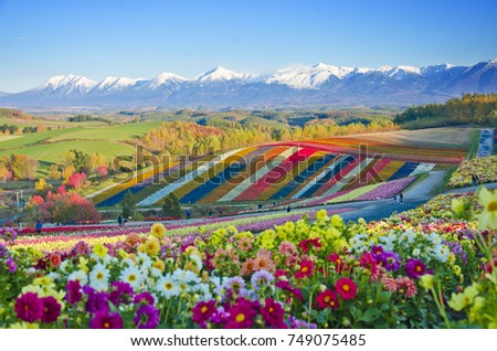 Panoramic Flower Gardens Shikisai hill in Biei, Japan