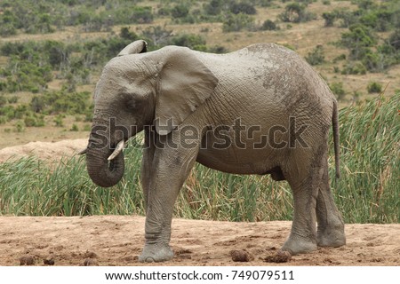 A picture of an African elephant in the Addo Elephant National Park near Port Elizabeth, South Africa. 