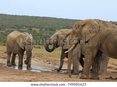 A herd of African elephants near a waterhole in the Addo Elephant National Park near Port Elizabeth, South Africa. 