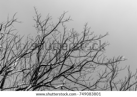 Abstract of the monochrome pattern of the branch tree background