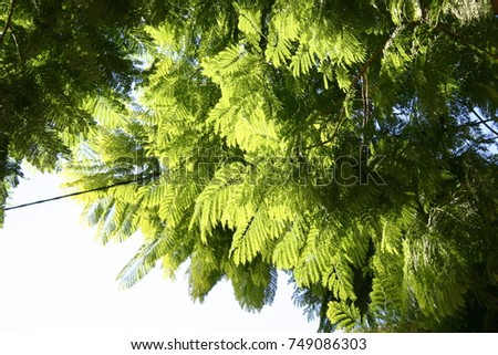 Lush green Tree