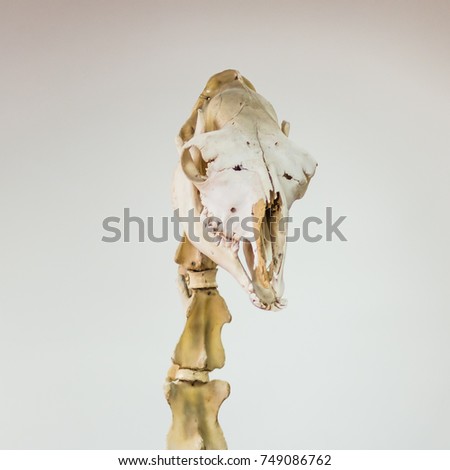 Skull and cervical vertebrae of a camel. A square picture for a scientific or veterinary topics..