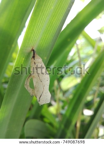 Shell of butterfly worm on green leaf