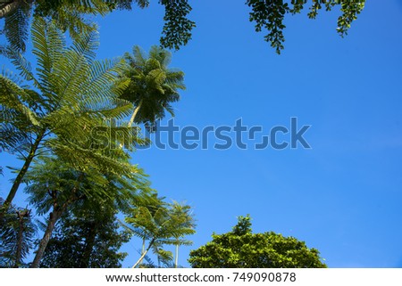 high tree in the park, beautiful sunny day.. idea use as background.
