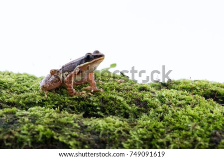 Amolops archotaphus : frog on white background.