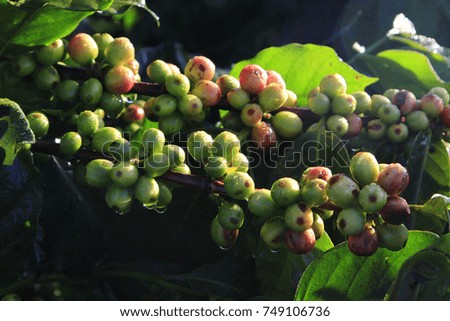 Coffee bean on tree