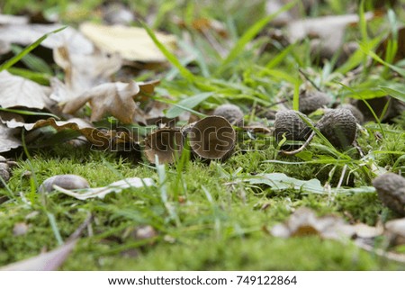 Low angle picture of acorn shells lying on a soft green moss bed with autumn leaves in the background