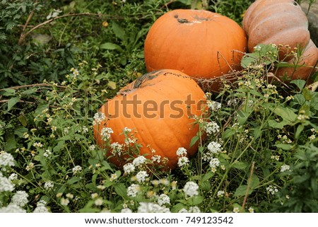 pumpkins harvesting in the field, outdoor
