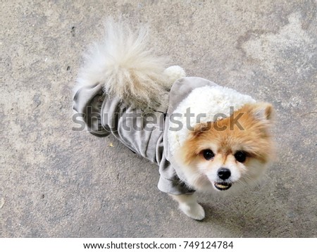 Adorable attractive cute Pomeranian dog wear grey winter cloth with white fur hood stand on cement texture isolated ground, winter season, dressing for Christmas and New Year party celebration concept