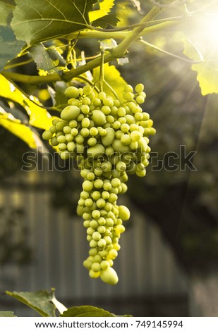 large ripening bunch of white grape on the vine in the summer evening closeup