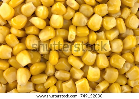 Corn texture. Yellow corns as background. Corn vegetable pattern. Background of bulk of yellow corn grains. Shiny corns.