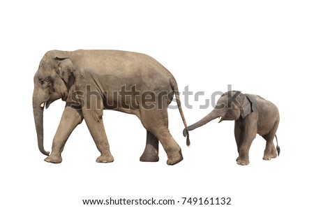 Walking family of elephant - mom and baby (Elephas maximus). Small elephant is held by the trunk by the tail of his mother. Isolated on white background
