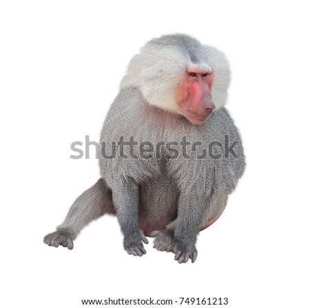 Male monkey hamadryad (Papio hamadryas, genus of baboons). Isolated on white background