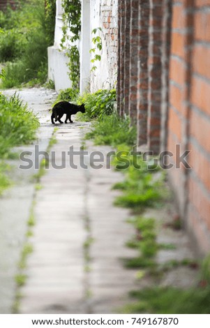 Black cat playing outdoors