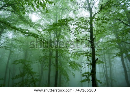 Mystic foggy forest 