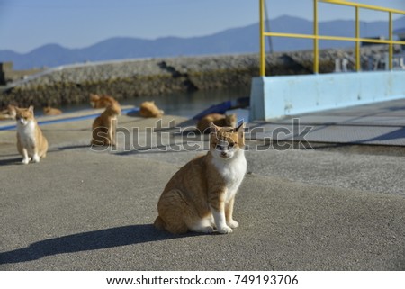 Cats from a small island aosima in Ehime prefecture, Japan