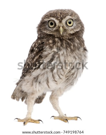 Young owl standing in front of white background