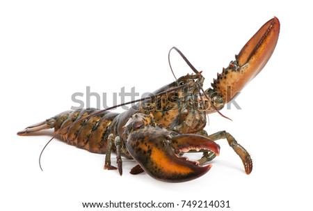 American lobster, Homarus americanus, in front of white background Royalty-Free Stock Photo #749214031