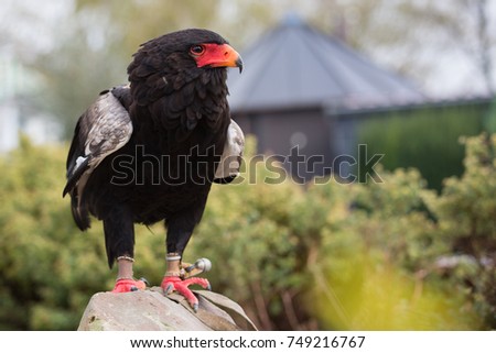 portrait of bateleur eagle