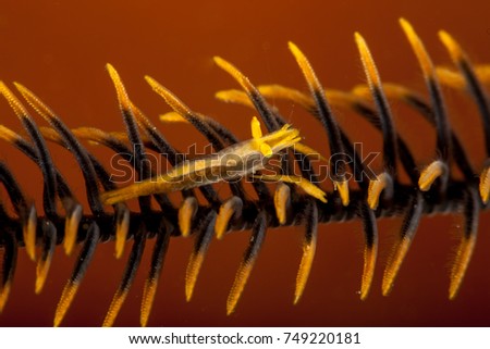 Crinoid Shrimp on Feather Star
