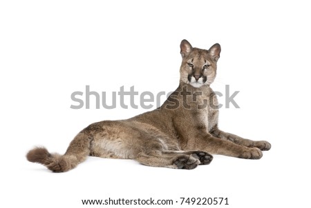 Portrait of Puma cub, Puma concolor, 1 year old, lying against white background, studio shot