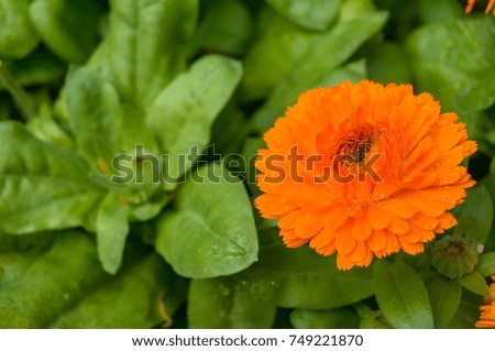 Single bright orange calendula flower nature background with copy space
