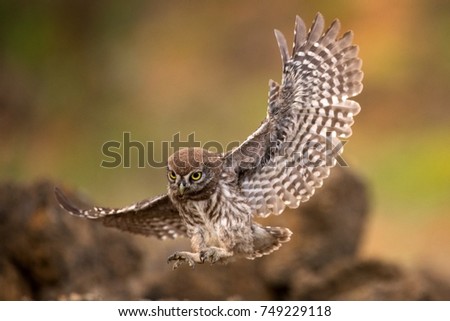 Young little owl (Athene noctua) is flying with prey. Royalty-Free Stock Photo #749229118