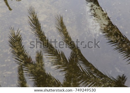 Palm branch.