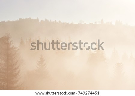 Fairy sunrise in the mountain forest landscape in the morning. The fog over the majestic pine forest. Carpathian, Ukraine, Europe. Beauty world.