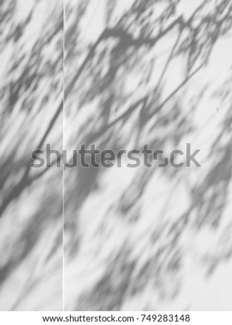 abstract shadow of tree on white wall background
