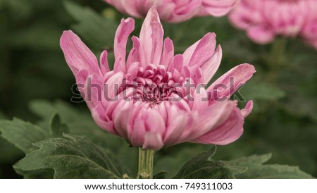 
chrysanthemum