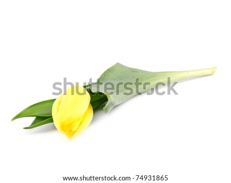 Picture of yellow tulip flower on white background