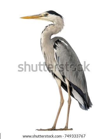 Grey Heron standing, Ardea Cinerea, 5 years old, isolated on white Royalty-Free Stock Photo #749333767
