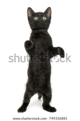 Black kitten standing on hind legs, playing, looking up, 2 months old, isolated on white
