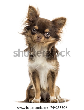 Chihuahua sitting, looking at the camera, isolated on white