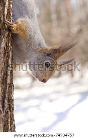 funny squirrel in the spring forest