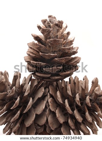 Pine strobile isolated on white background