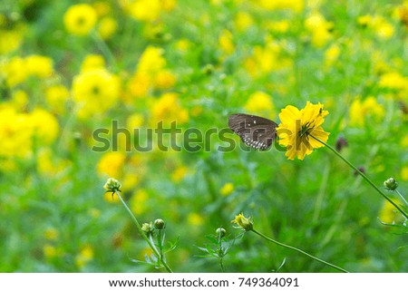 The butterfly eat or collect the nector from beautiful blooming yellow flower.