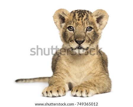 Lion cub lying, looking at the camera, 7 weeks old, isolated on white Royalty-Free Stock Photo #749365012