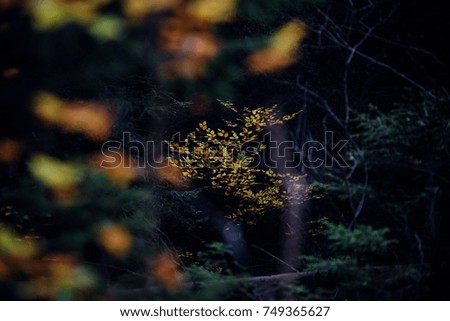 Bright colorful leaves in a dark forest
